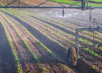 Irrigation boom watering rows of young crops