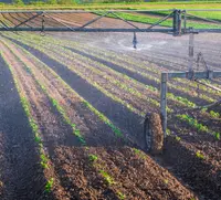 Irrigation boom watering rows of young crops